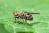 Notiphila sp.